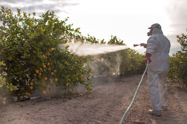 Best Affordable Pest Control Services  in New Hyde Park, NY